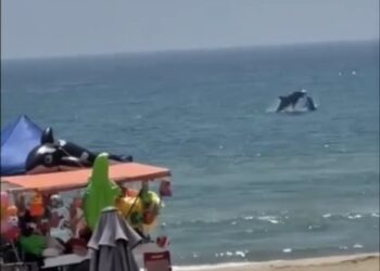 ¡Estas vacaciones vente a las playas de Tamaulipas porque  los delfines seguro sorprenden y te enamoran!
