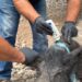 Iniciará dispersión de moscas estériles para combatir el gusano barrenador en Tamaulipas