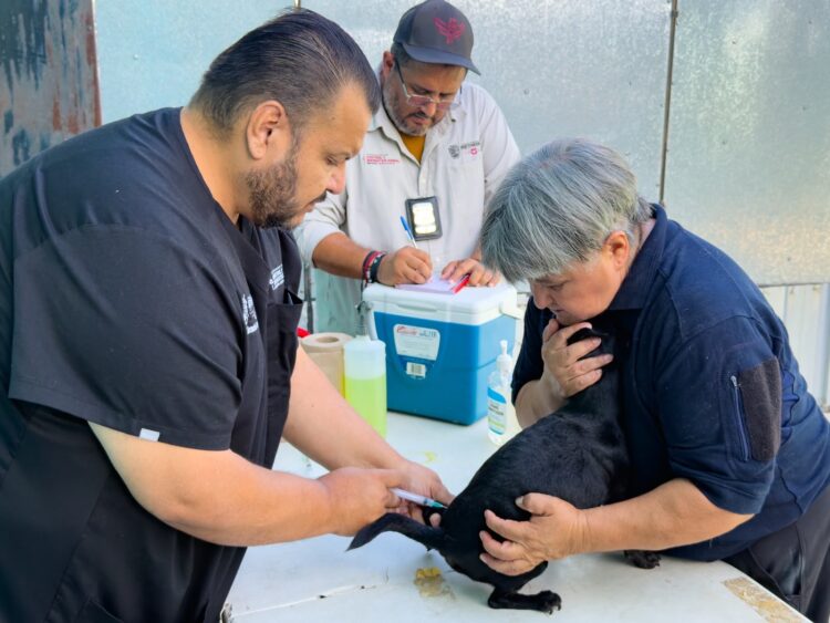 Realizó Gobierno de Carlos Peña Ortiz Brigada Médica Patitas Seguras en tu Refugio