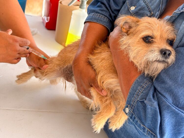 Llevó Gobierno de Carlos Peña Ortiz atención veterinaria al Refugio Mis Caramelos