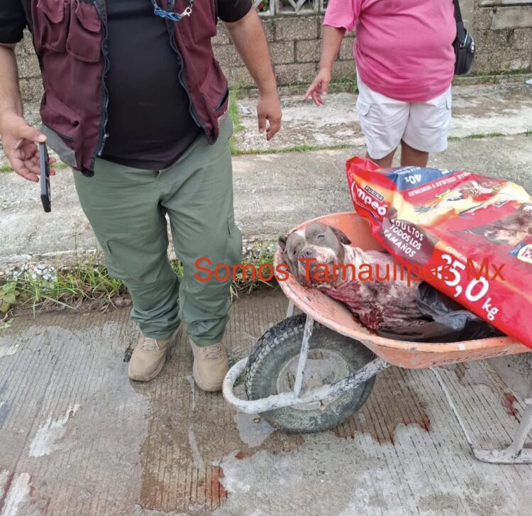 Denuncian ante la FGJT a “La Mata Perros” en Tampico