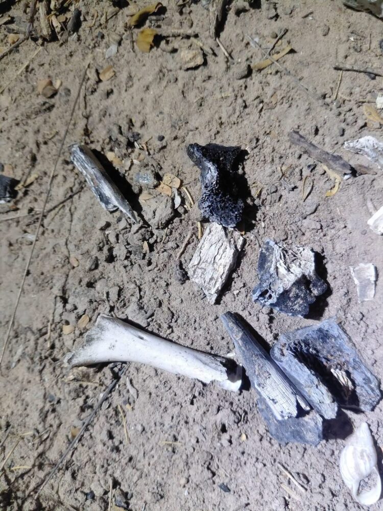 Restos óseos son encontrados en La Retama por Colectivo en Reynosa