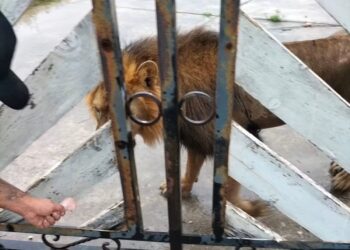 León suelto en Matamoros alerta a ciudadanos y moviliza a autoridades