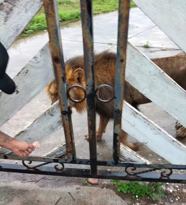 León suelto en Matamoros alerta a ciudadanos y moviliza a autoridades