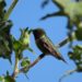 Protege Tamaulipas rutas naturales del colibrí de garganta rubí